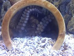 -珠海长隆海洋王国
