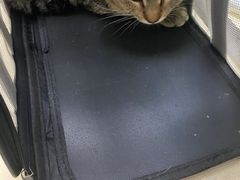 -宠颐生宠物医院外科·内科·皮肤科·影像科(石龙店)