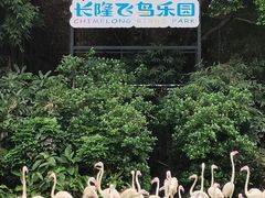 -广州长隆飞鸟乐园