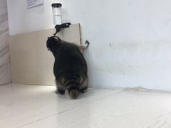 -浣熊柯尔鸭土拨鼠·电玩咖