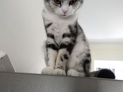 -爱侣宠医·鹦鹉专科·小型哺乳类·异宠专科(灵石路店)