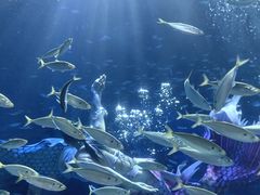 -海合安青岛极地海洋公园