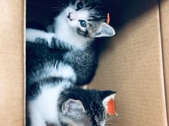 -美联众合动物医院(·中兽医·疑难杂症·严家桥分院)