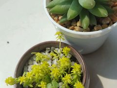 -皇后餐厅-煲仔·小菜·打边炉(古北店)