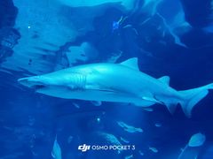 -暹罗海洋世界