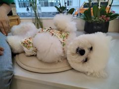 -Gigi Florist·Dk Coffee