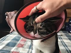 -芭比堂动物医院·犬猫全科·异宠专科(雁塔分院)