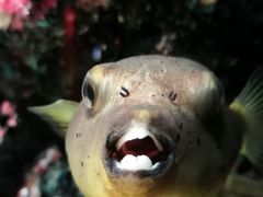 狗头鱼-暹罗海洋世界
