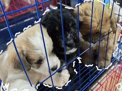 -青石桥花鸟鱼虫市场(叠翠城店)