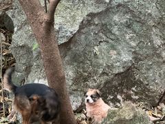 -杭州西湖风景名胜区-三生石