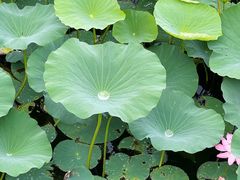 -长春市南湖公园