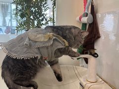 -共舞时光猫咖·狗咖(新街口店)