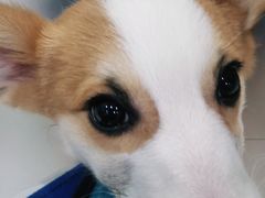 -佳雯宠物医院(金华南路分院)