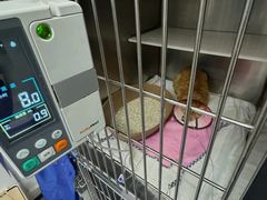 -御宝贝·A梦猫科宠物医院(国际猫友好医院)