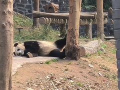 -都江堰中华大熊猫苑