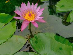 -深圳仙湖植物园