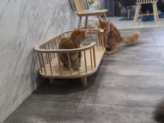 -楼上猫咖(罗湖店)