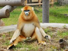 -西安秦岭野生动物园