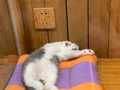 -龟与熊猫宠物公园(南坪店)