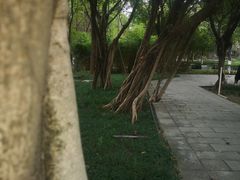 -大渡口区义渡公园
