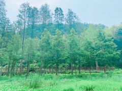-素山寺森林公园