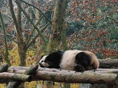 -都江堰中华大熊猫苑