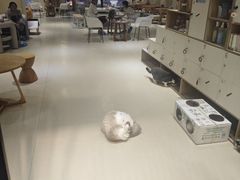 -藏猫猫咖啡主题馆(中央大道店)