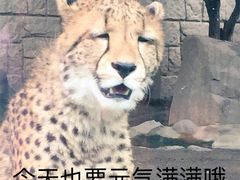 -崖口云吞(石岐店)