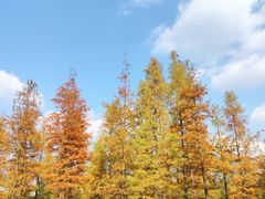 -白鹭湾湿地公园