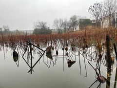 -西溪国家湿地公园