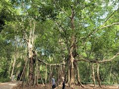 -中国科学院西双版纳热带植物园