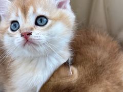 -翊宠yipet猫狗购宠庄园犬舍•猫舍