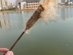 -洋湖国家湿地公园