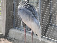 -盐城丹顶鹤湿地生态旅游区