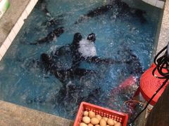 -旭龙鱼头王(航华店)