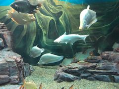 -上海海洋水族馆