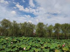 -沪上阿姨·精选茶饮(泗洪花园口国际广场店)