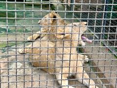 -海南热带野生动植物园