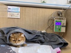 -北京观赏动物医院·24小时大型综合·猫专科·异宠专科