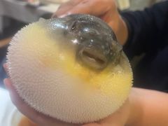 -肆月河豚·新淮扬(金融街店)