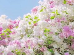 -深圳国际园林花卉博览园