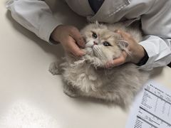 -谐和贝康宠物医院24小时·宠保定点(急重症转诊中心)
