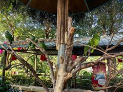 -广州长隆飞鸟乐园