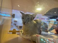 -爪爪喵星球·猫舍(前海卓越店)