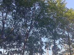 -合肥滨湖国家森林公园