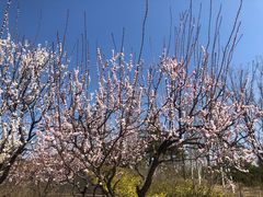 -永定河休闲森林公园