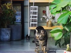 -唐咖精品咖啡(大理古城手冲店)