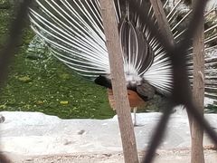 -白洋淀景区