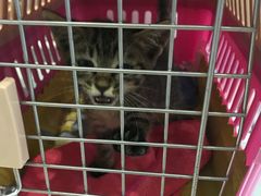 -爱贝特动物医院·猫口炎专科