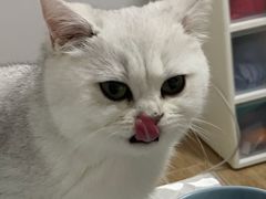 -东方名猫馆·英短金渐层布偶猫舍(环线广场1号楼店)